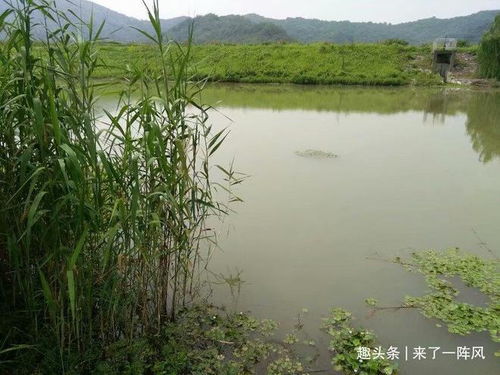 池塘邊的低語 誰看見了另一個(gè)世界？