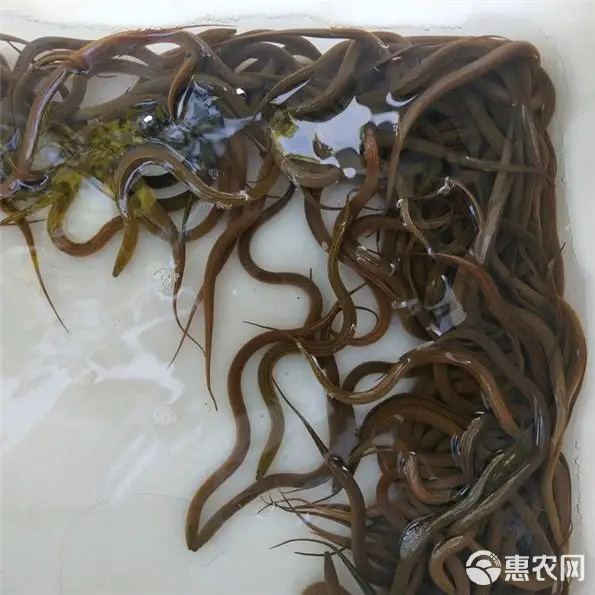 正大9號(hào)黃鱔苗 優(yōu)質(zhì)苗源、全程技術(shù)護(hù)航，從池塘到垂釣的一站式養(yǎng)殖新體驗(yàn)