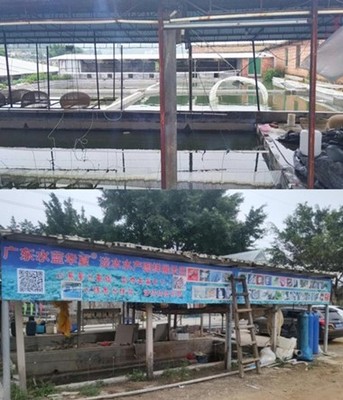 豪情丁桂魚苗培育基地 歐洲丁桂魚苗供應與廣東批發，暢享池塘垂釣樂趣