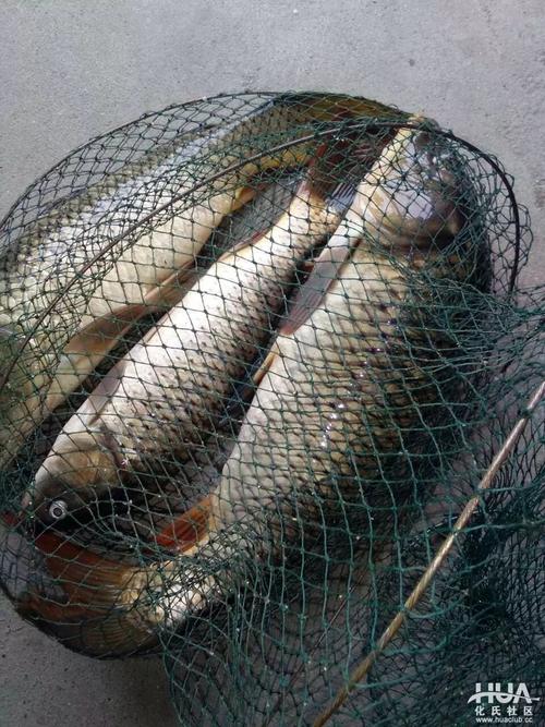 守釣洄灣無口，果斷換位連竿四條大魚——一次池塘垂釣的實戰心得